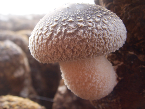 香菇保水膜免割袋